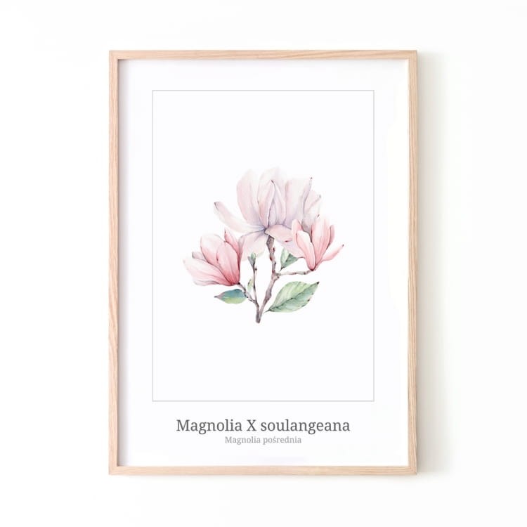 Magnolia.jpg