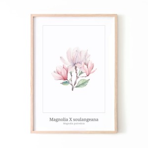 Magnolia.jpg