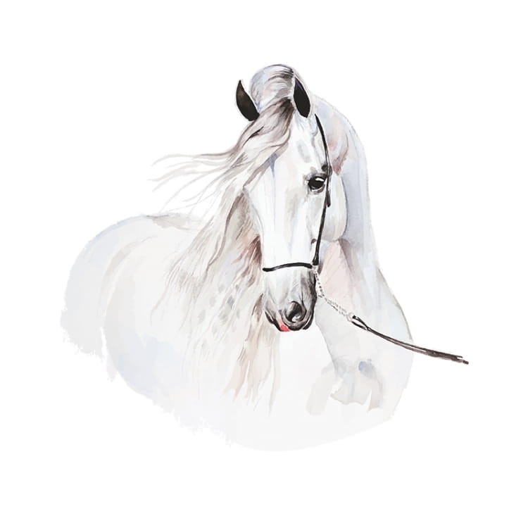 koń biały 2.jpg