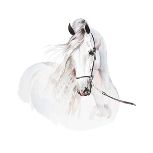 koń biały 2.jpg