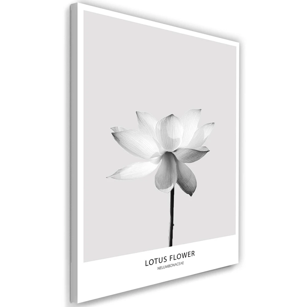 pol_pl_obraz-plotno-XXL-Lotus-Mural-Art-Natura-kwiat-streszczenie-szary-80x120-cm-34549_1.jpg