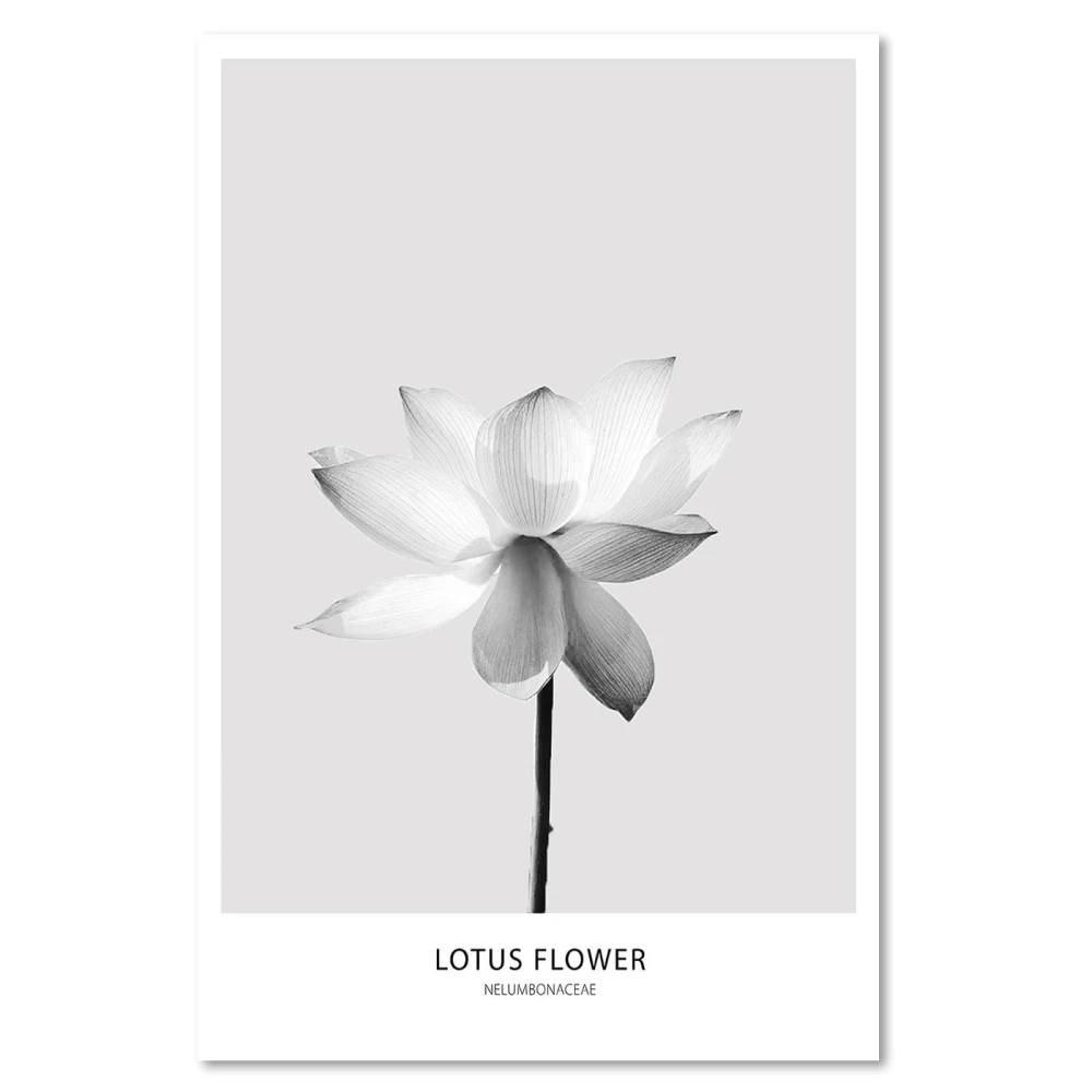 pol_pl_obraz-plotno-XXL-Lotus-Mural-Art-Natura-kwiat-streszczenie-szary-80x120-cm-34549_2.jpg