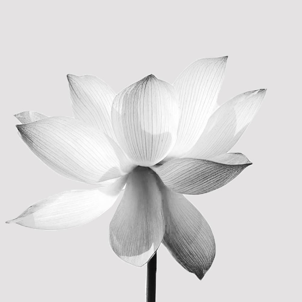 pol_pl_obraz-plotno-XXL-Lotus-Mural-Art-Natura-kwiat-streszczenie-szary-80x120-cm-34549_4.jpg