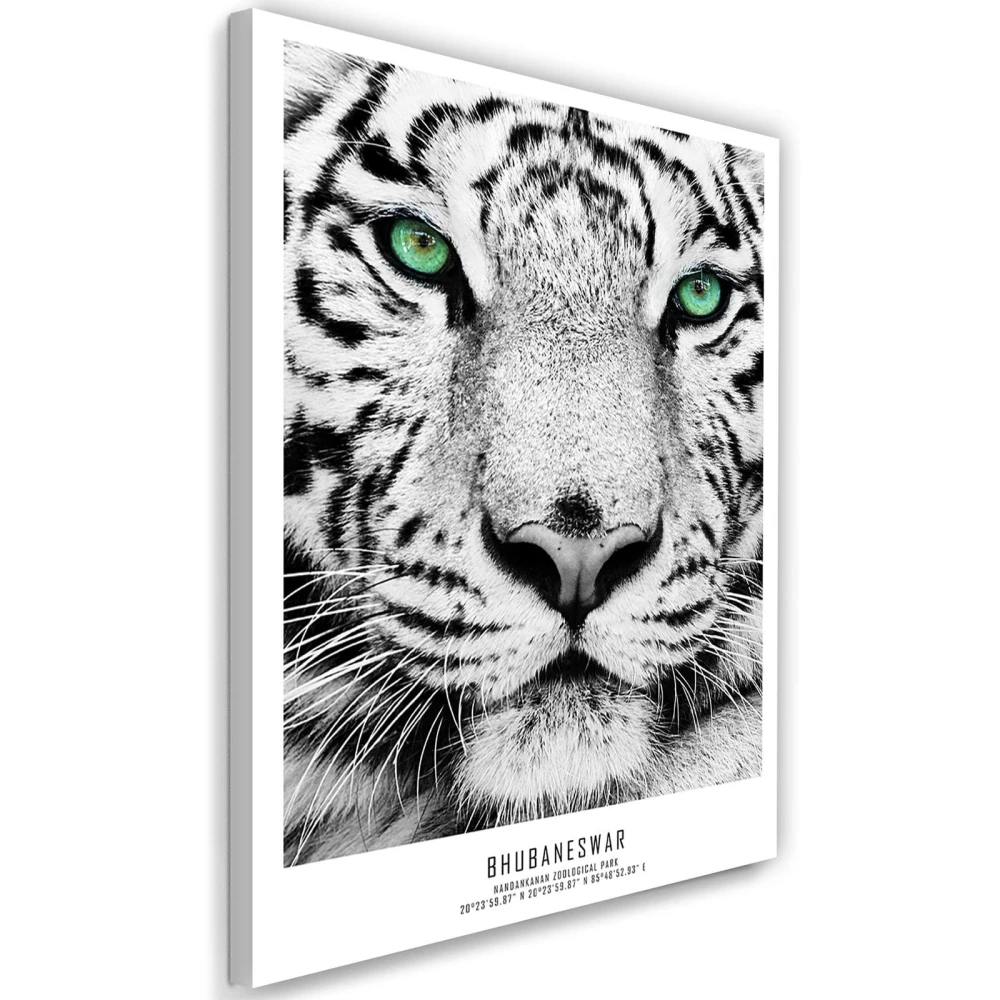 pol_pl_Obraz-na-plotnie-Canvas-bialy-tygrys-34498_1.jpg