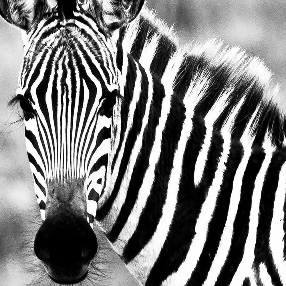 pol_pl_Obraz-na-plotnie-Canvas-ciekawska-zebra-34499_4.jpg