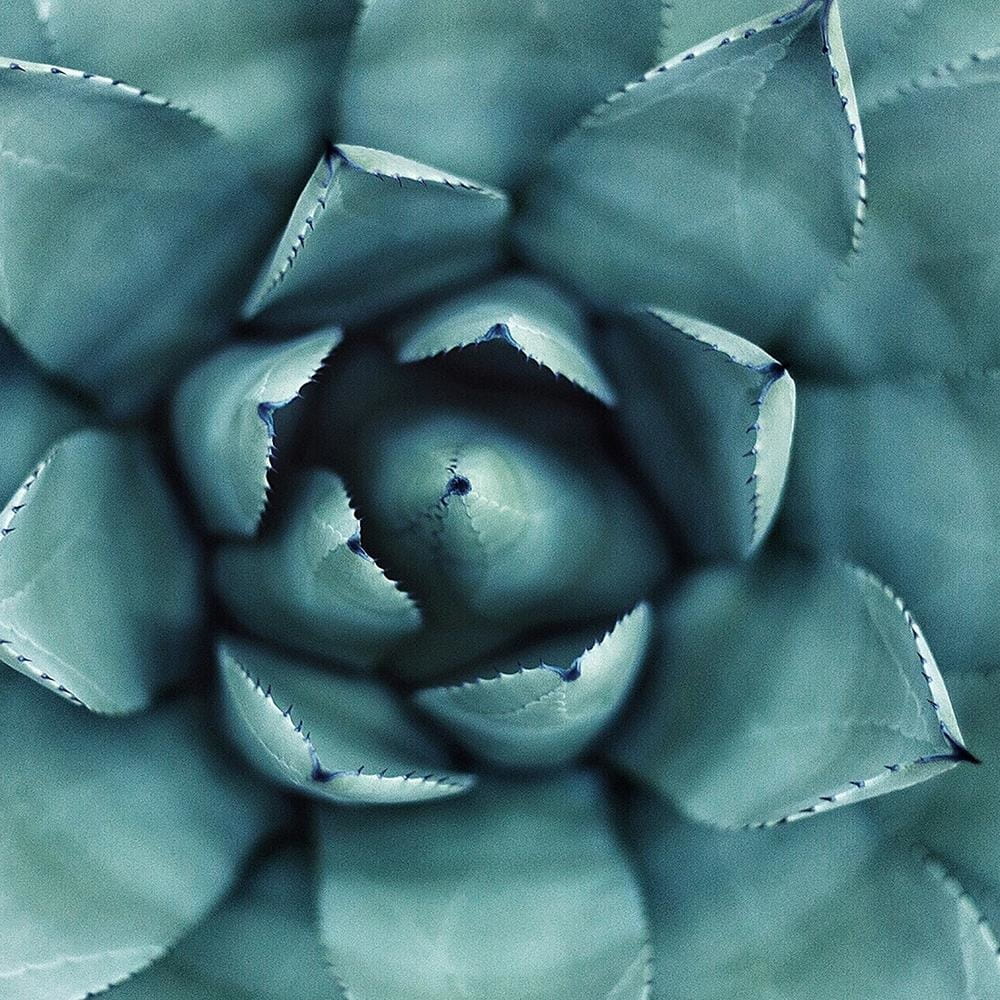 pol_pl_Obraz-na-plotnie-Canvas-niebieski-aloe-34731_4.jpg